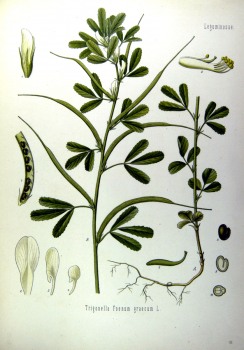 Preview: Bockshornklee bio